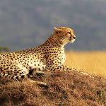 6 sites et expériences incontournables au Kenya