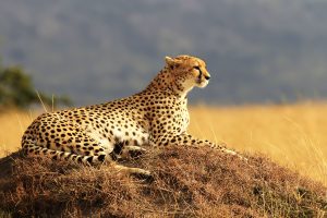 6 sites et expériences incontournables au Kenya