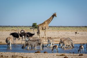 que faire en Namibie