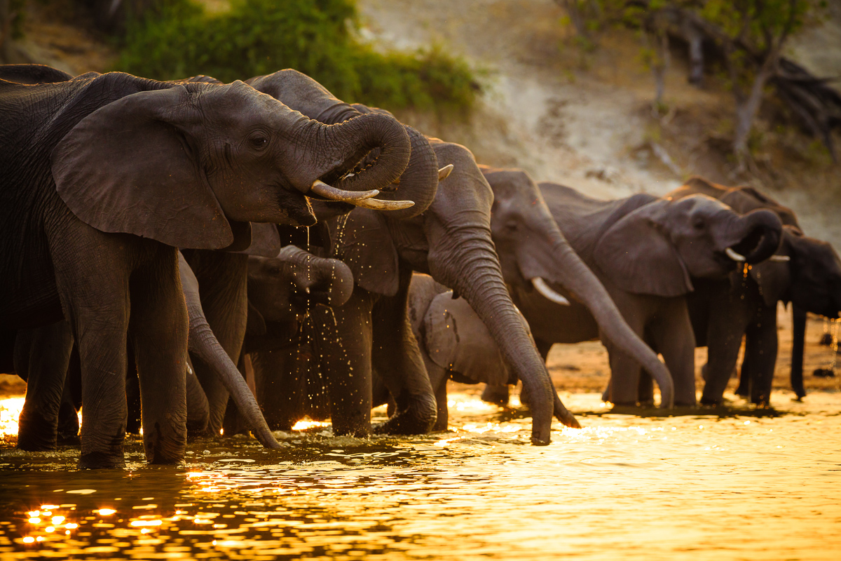 que faire au botswana