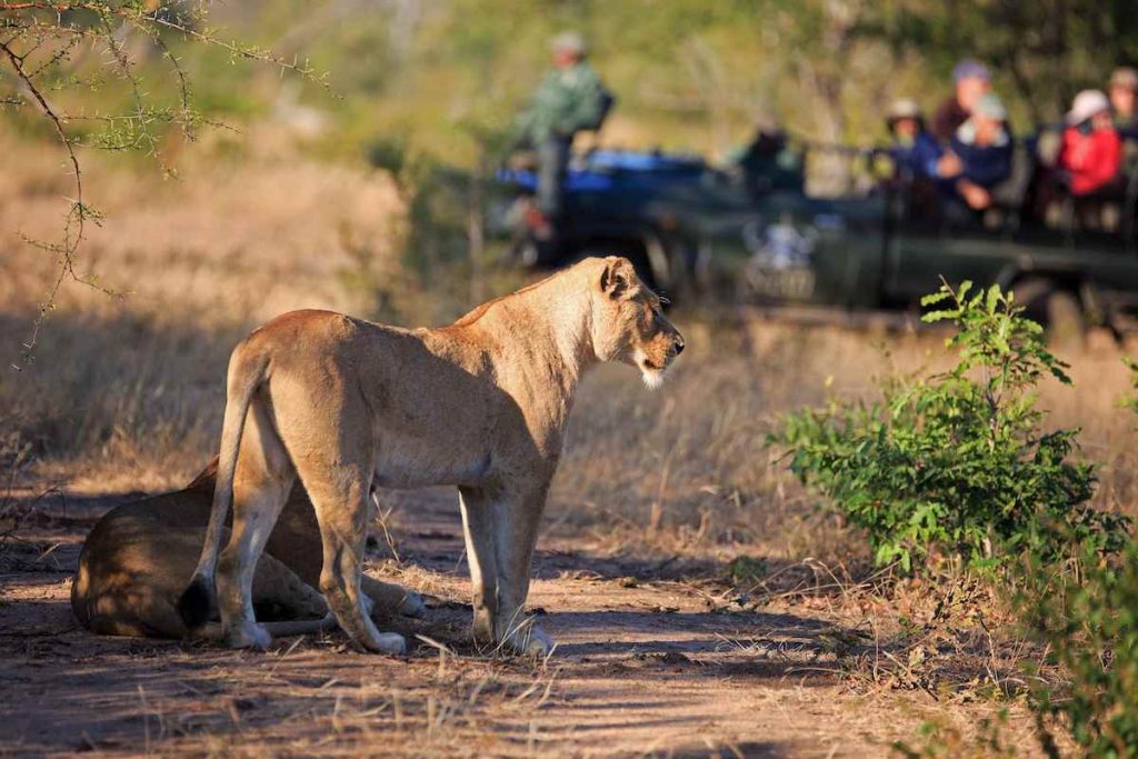 safari Afrique du Sud