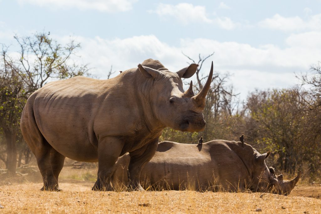 Préparer son voyage au Zimbabwe