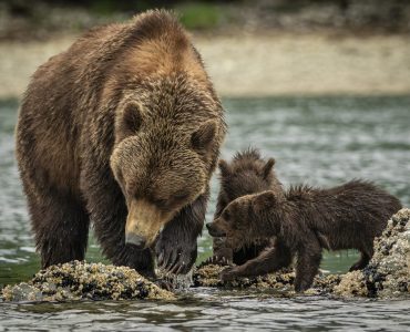 Alaska_hx Alaska_hx